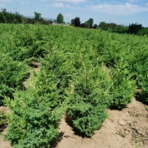 快柏柏树苗圃直发价格低质量好高度一米上下