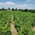 快柏柏树苗圃直发价格低质量好高度一米上下