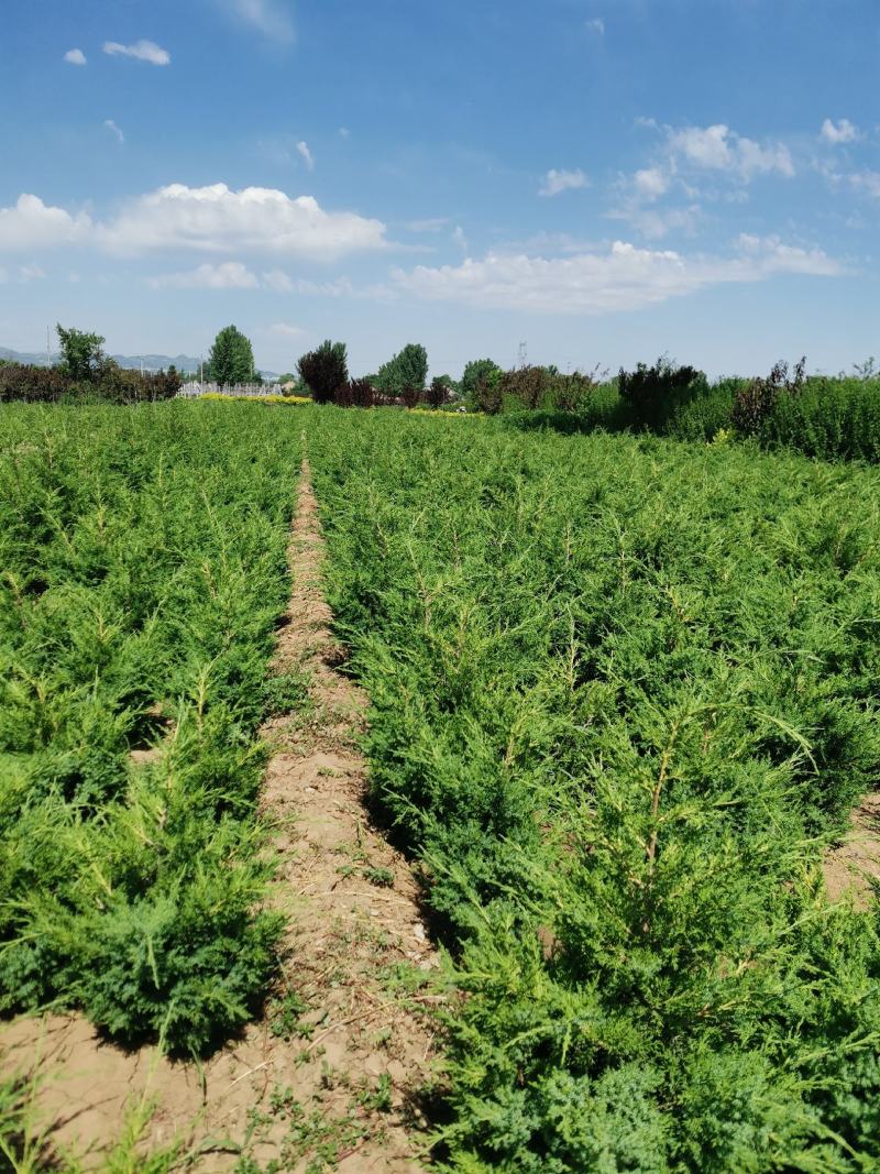 快柏柏树苗圃直发价格低质量好高度一米上下