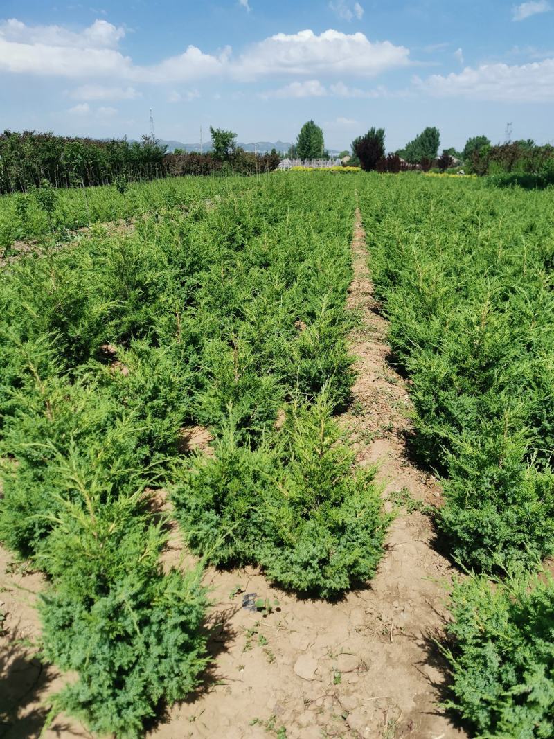 快柏柏树苗圃直发价格低质量好高度一米上下