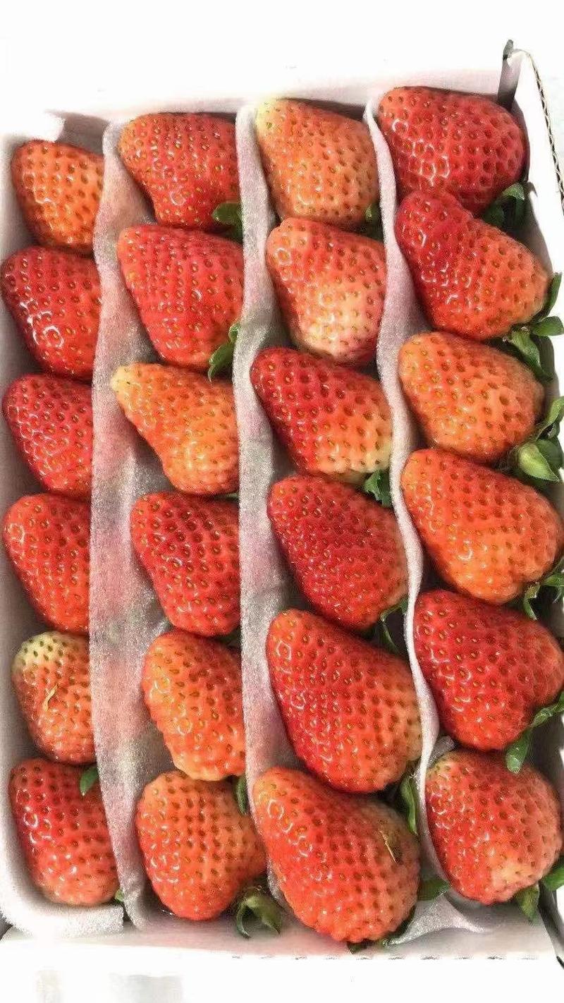 云南红颜草莓，高海拔的气温，清澈见底的山泉水培育出来的