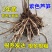 紫色芦笋苗现挖现售成活率高抗病性强适宜四季种植