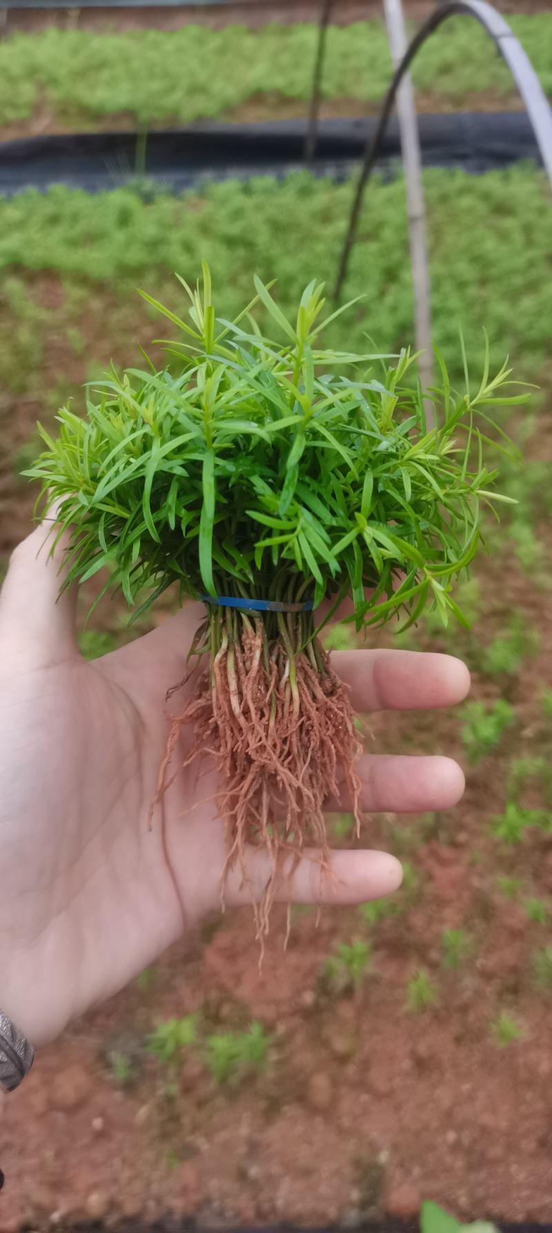 供应一年生红豆杉芽苗，籽播田苗，自家可供货百万