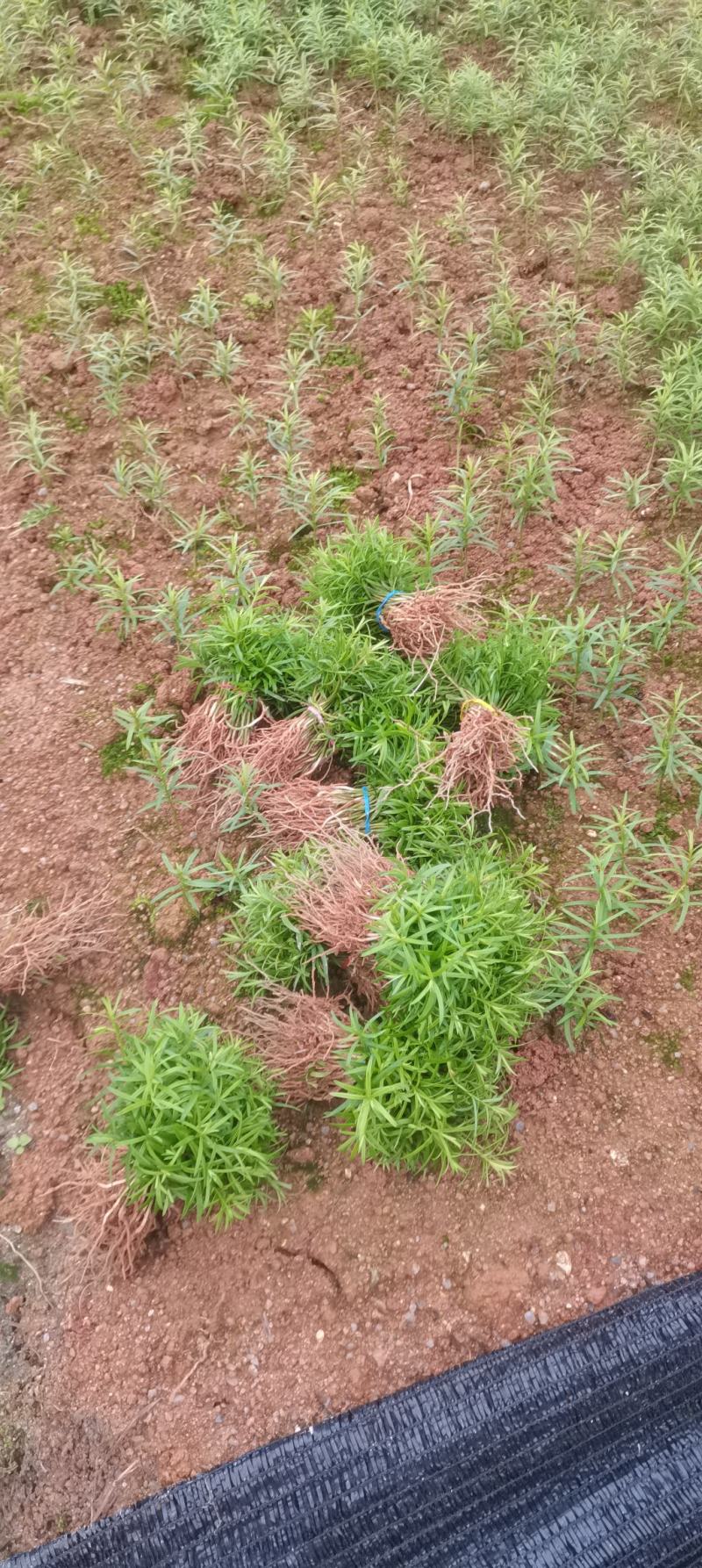 供应一年生红豆杉芽苗，籽播田苗，自家可供货百万