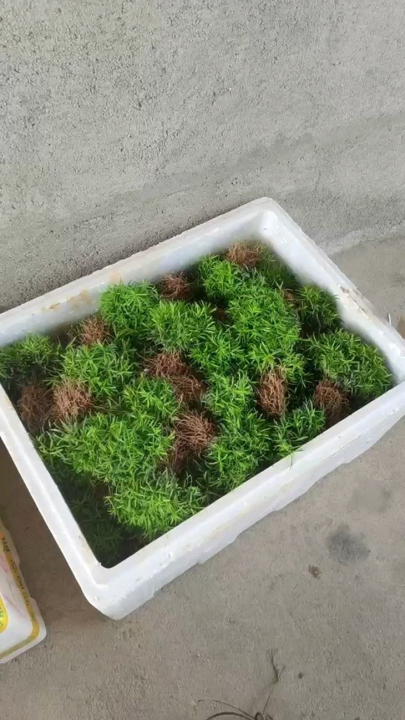 供应一年生红豆杉芽苗，籽播田苗，自家可供货百万