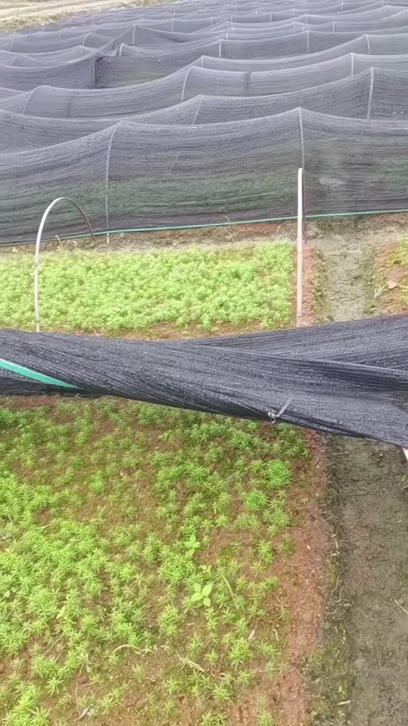 供应一年生红豆杉芽苗，籽播田苗，自家可供货百万
