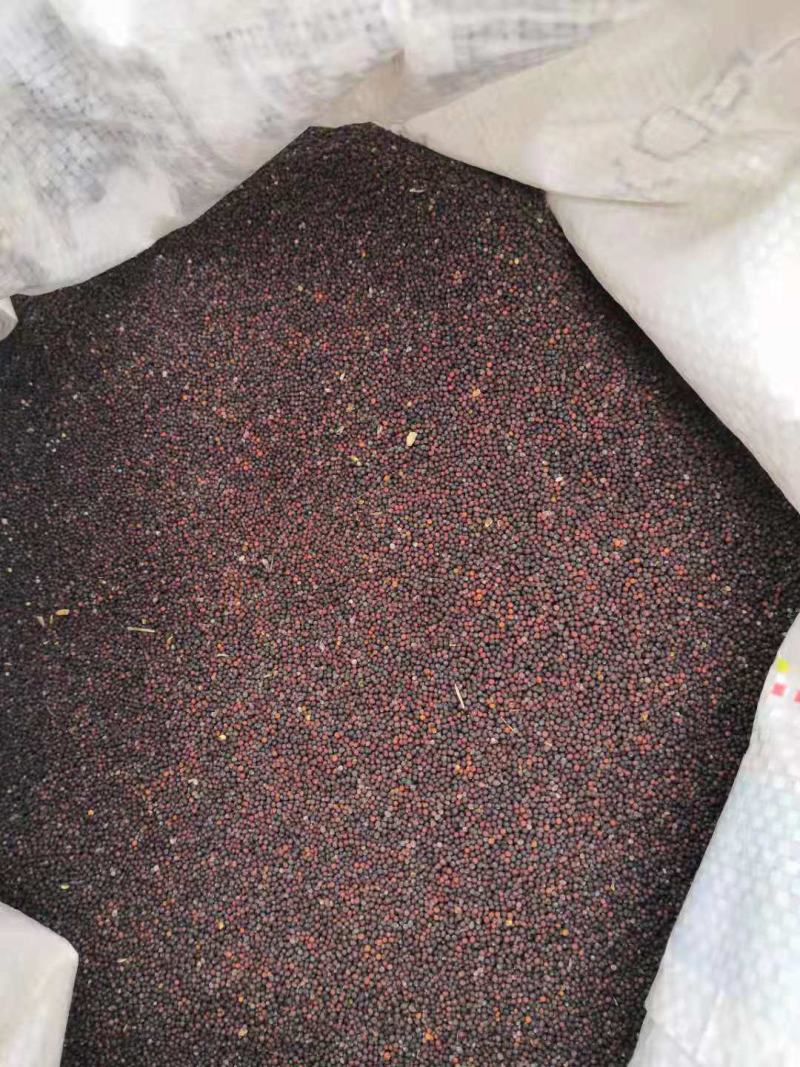 班导砍榨菜种子大量以后