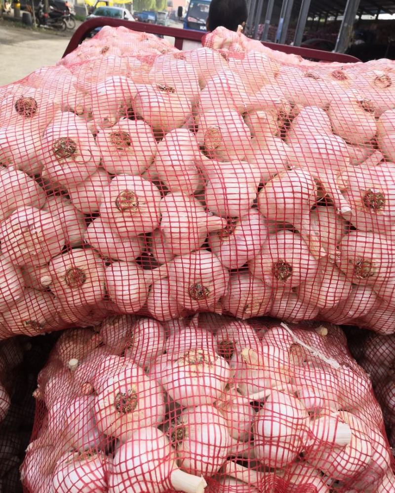 白皮四六瓣大蒜