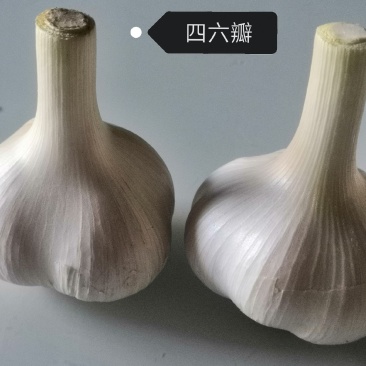 白皮四六瓣大蒜