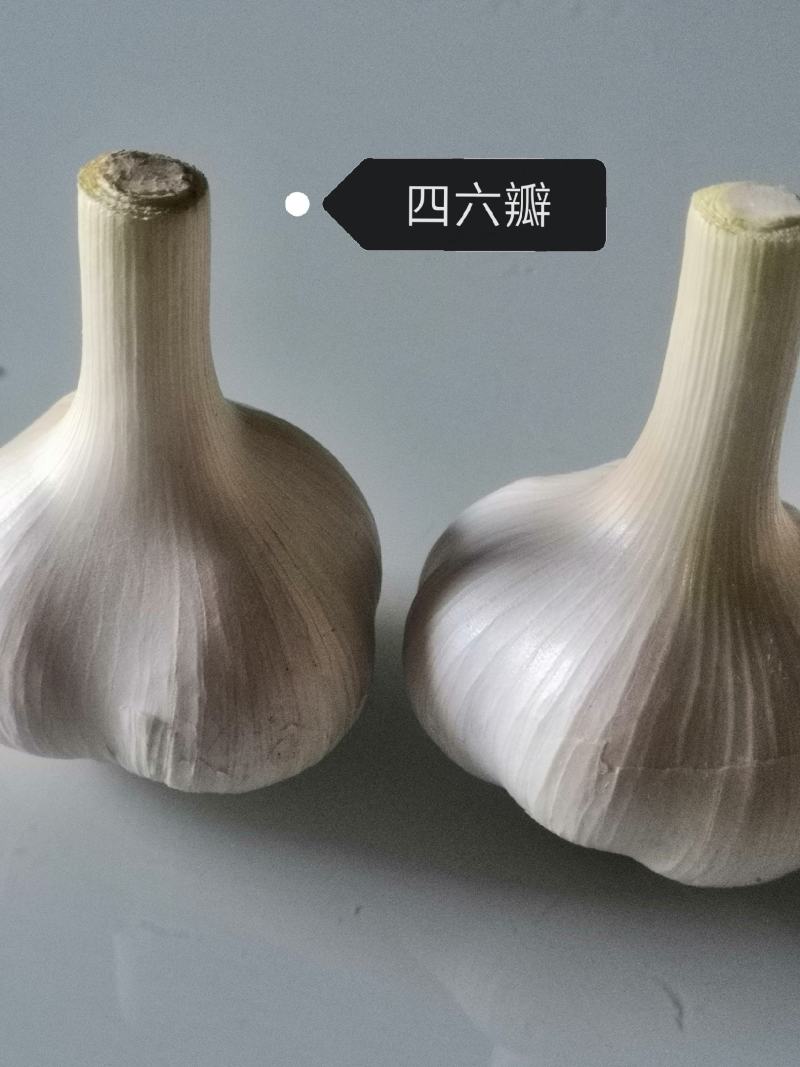 白皮四六瓣大蒜