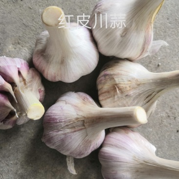 红皮川蒜
