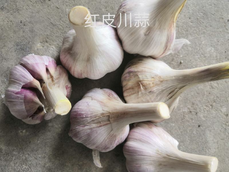 红皮川蒜
