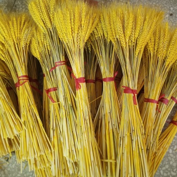 花店批发开业花篮大麦干花天然麦穗干花花束客厅装饰摆件材料