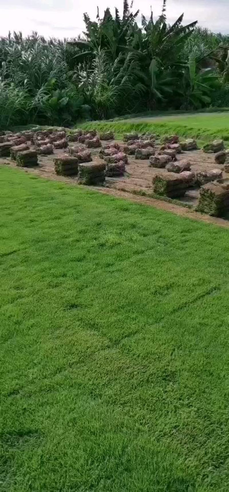 马尼拉草坪