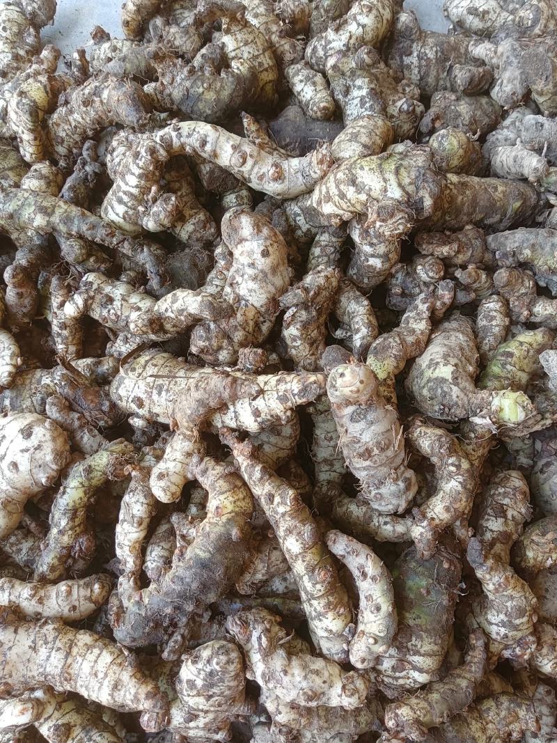野生天麻广西野生天麻新鲜货，干货都有