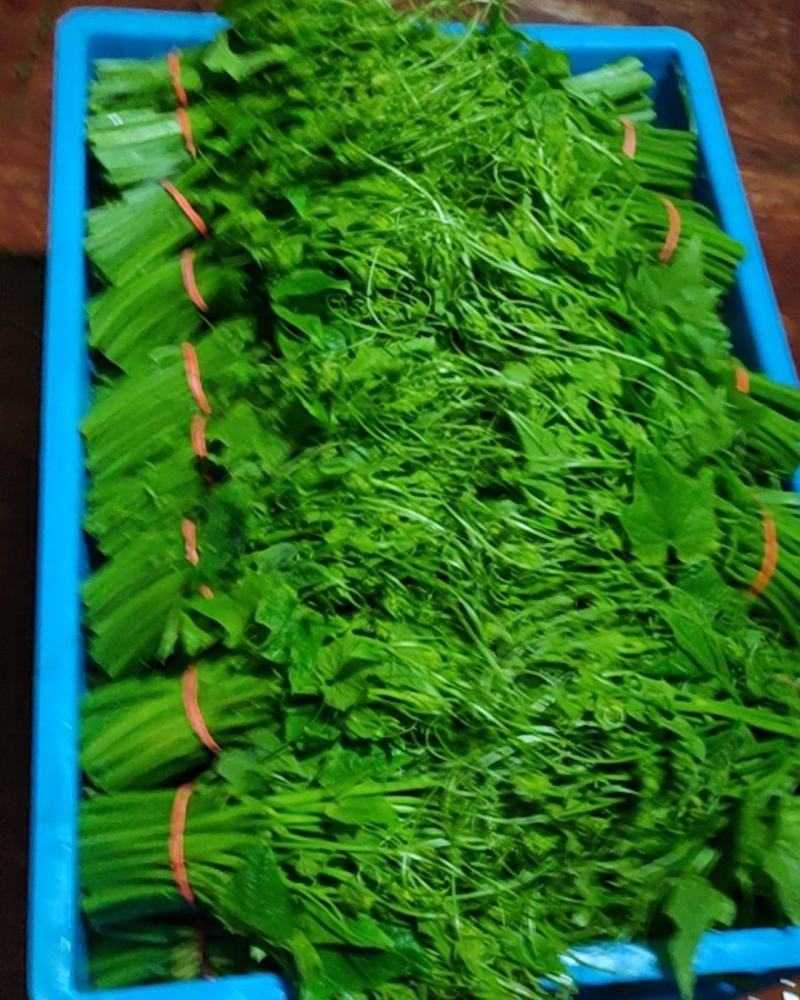 短苗，佛手瓜尖，龙须菜，6号出第一批货，三小时后出第二批