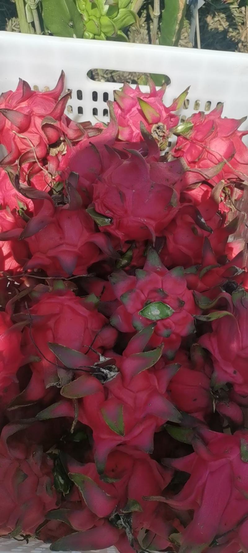 红宝石火龙果