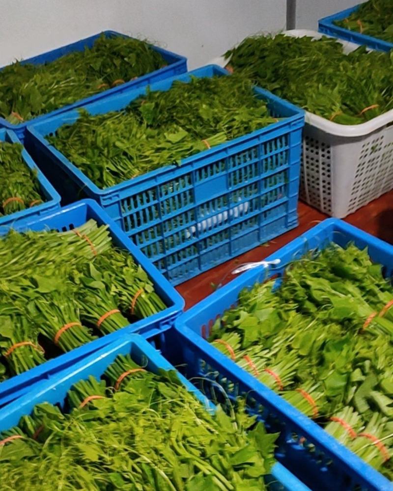 短苗，佛手瓜尖，龙须菜，6号出第一批货，三小时后出第二批