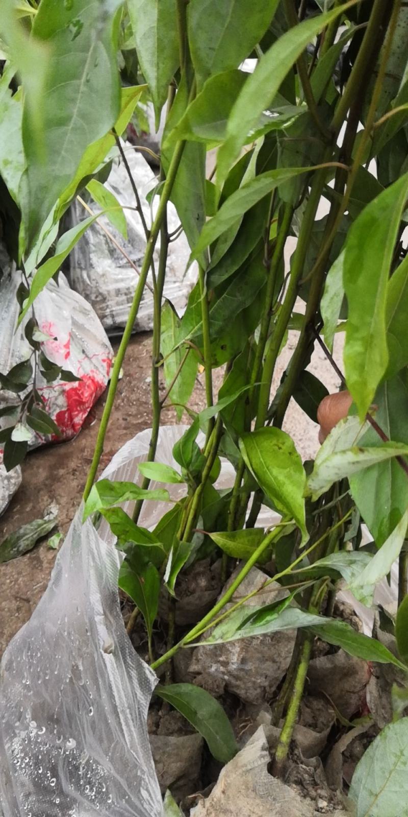 香樟苗，无纺布杯苗，一手货源，大叶小叶都有