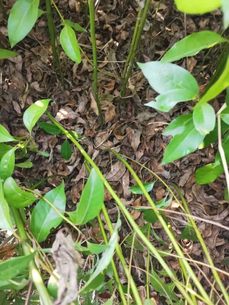 供应一年生香樟苗，耐寒驱蚊树种，江西直供，现货批发