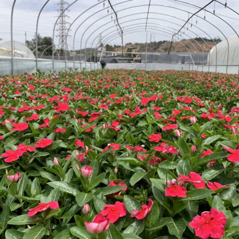 长春花～小袋苗云南昆明宜良育景苗圃基地直销