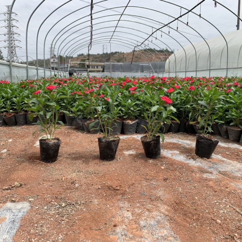 长春花～小袋苗云南昆明宜良育景苗圃基地直销