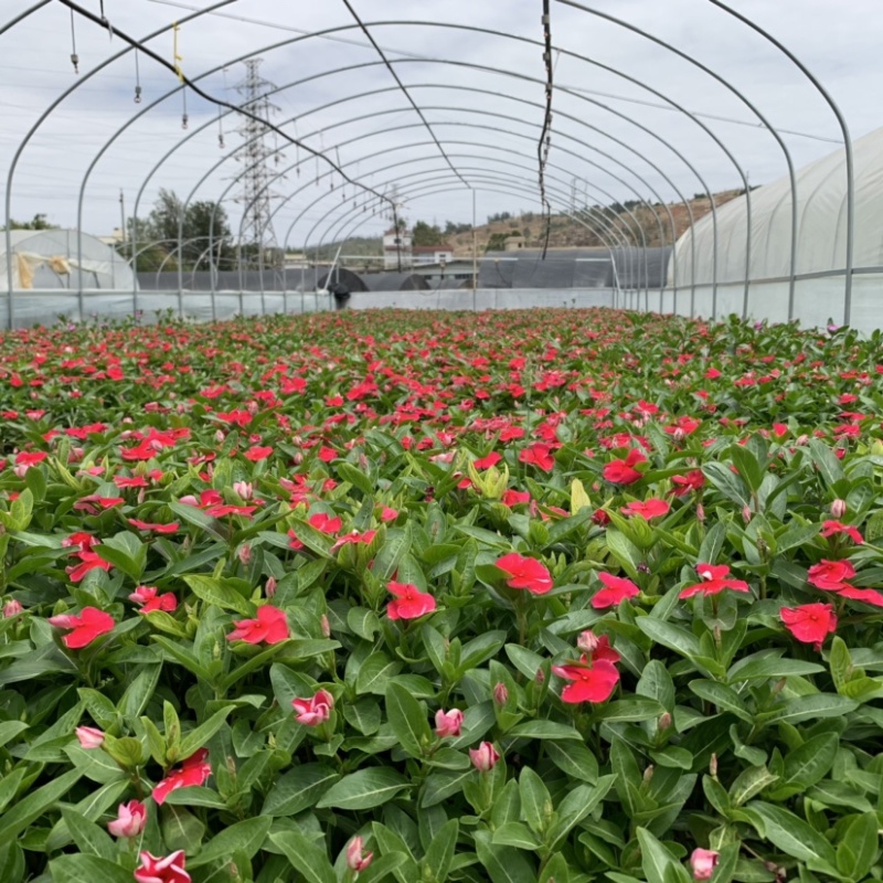 长春花～小袋苗云南昆明宜良育景苗圃基地直销