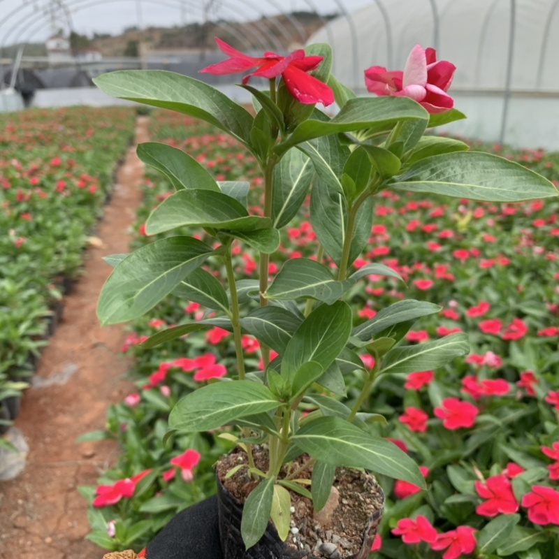 长春花～小袋苗云南昆明宜良育景苗圃基地直销