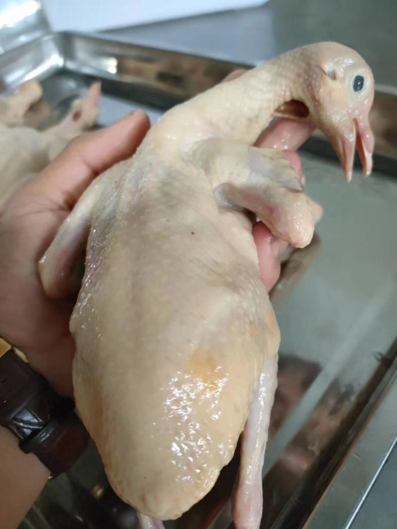 乳鸽生鲜广东农家散养土鸽子肉新鲜活鸽子红烧乳鸽