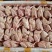 乳鸽生鲜广东农家散养土鸽子肉新鲜活鸽子红烧乳鸽