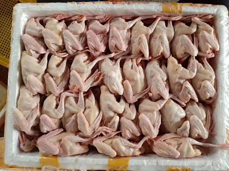 乳鸽生鲜广东农家散养土鸽子肉新鲜活鸽子红烧乳鸽