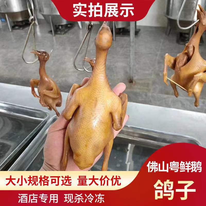乳鸽生鲜广东农家散养土鸽子肉新鲜活鸽子红烧乳鸽