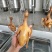乳鸽生鲜广东农家散养土鸽子肉新鲜活鸽子红烧乳鸽