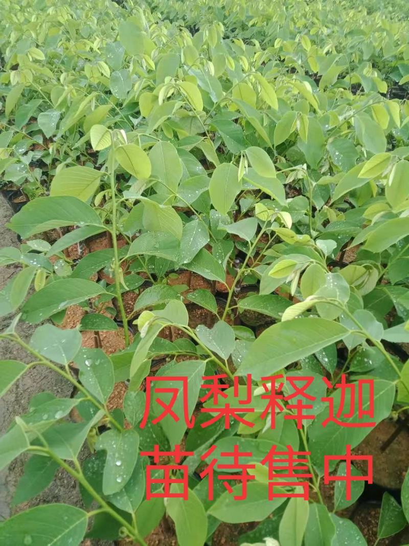 自家种植台湾凤梨释迦嫁接苗中袋~小袋苗~裸根苗