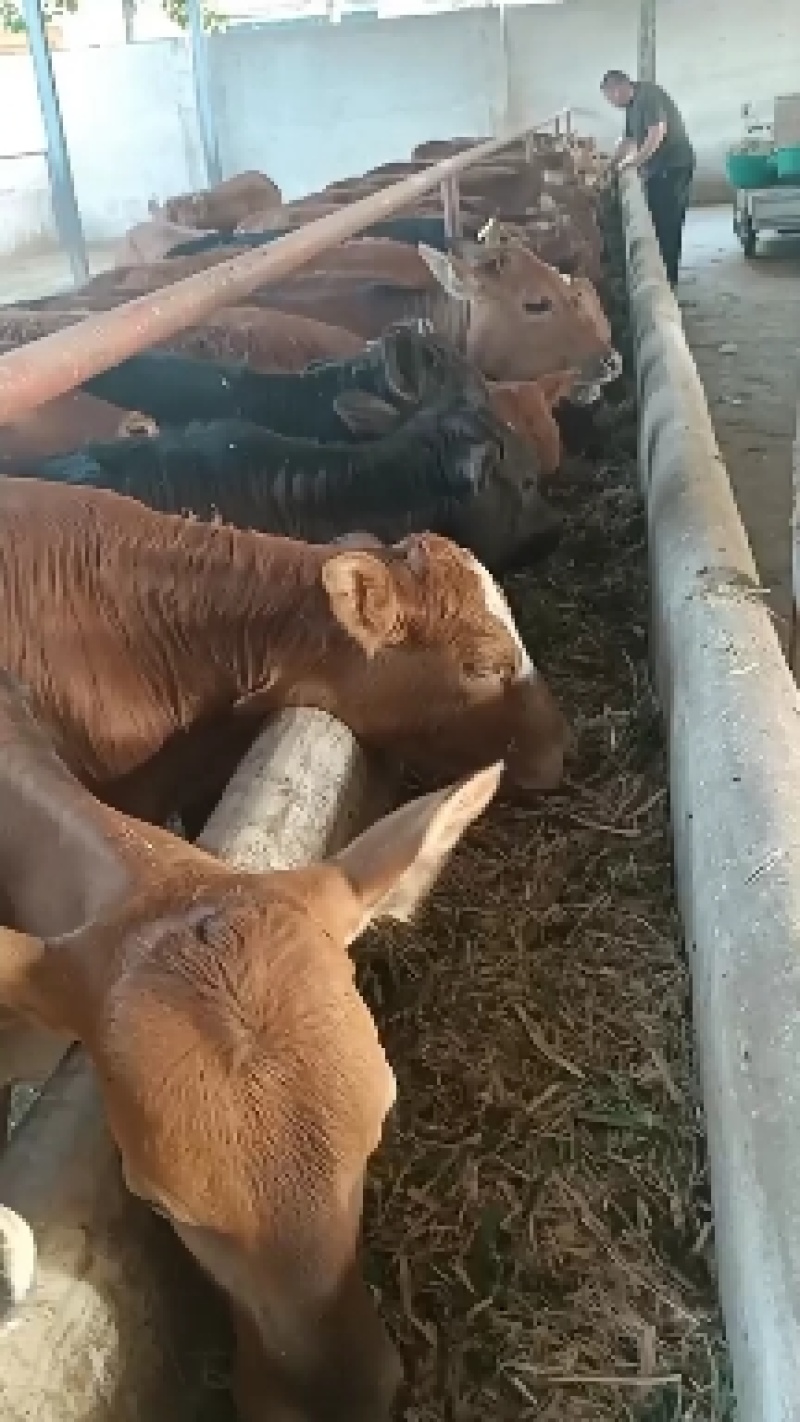 广东鲁西黄牛养殖场！广东肉牛犊价格广东鲁西黄牛多少钱一头