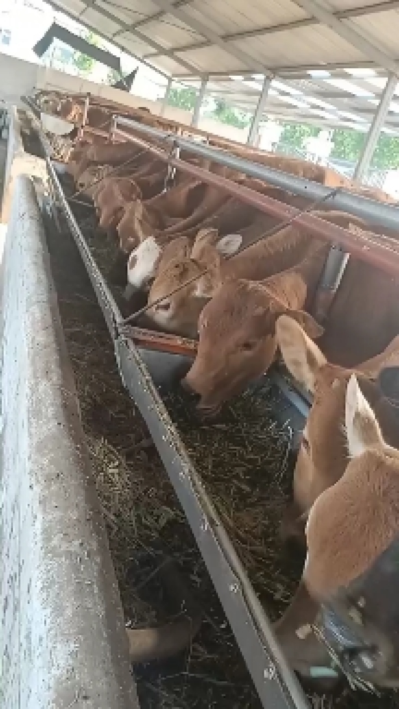 广东鲁西黄牛养殖场！广东肉牛犊价格广东鲁西黄牛多少钱一头