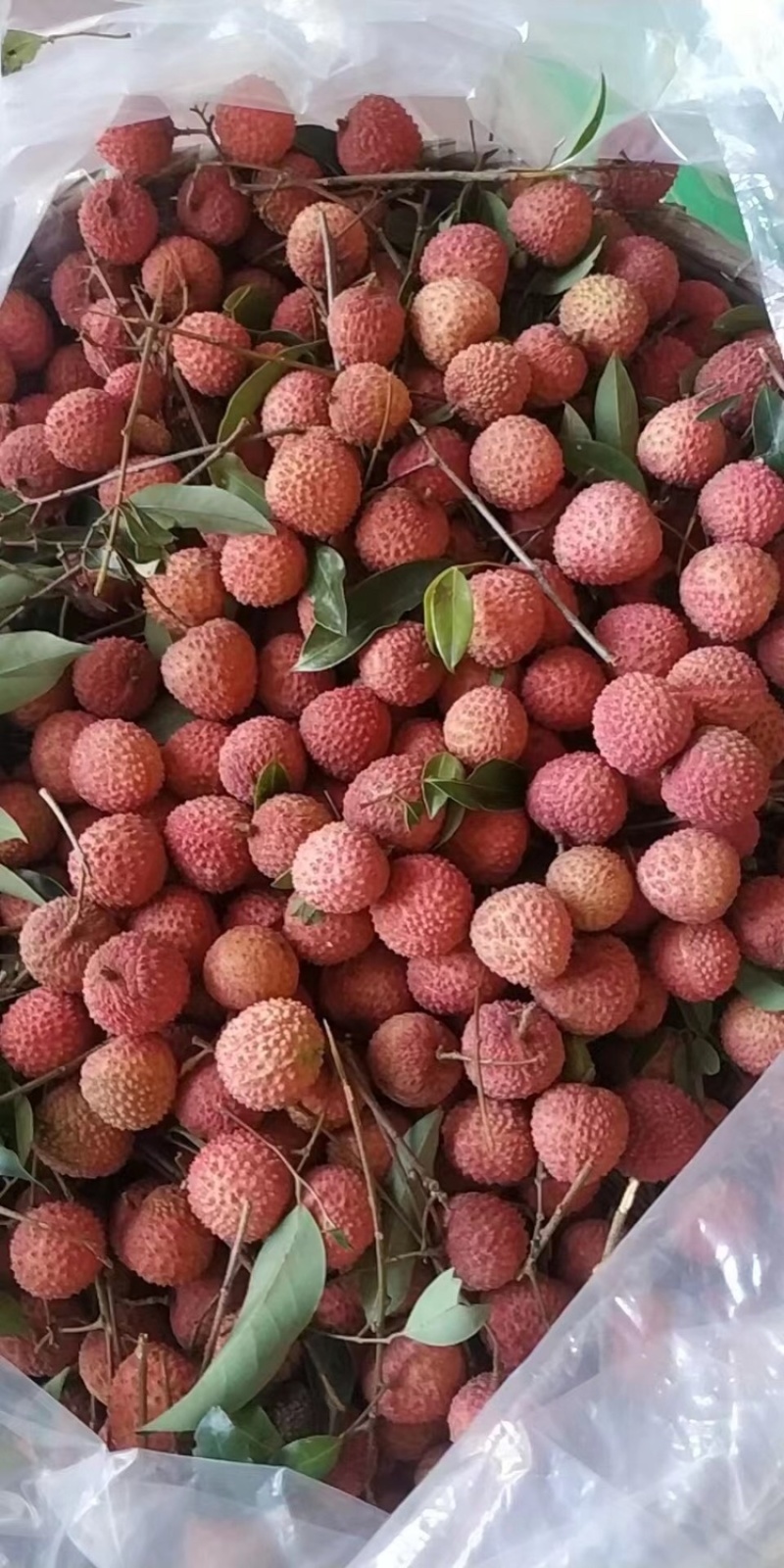 荔枝