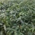 果树苗芒果苗金煌澳芒凯特芒果嫁接苗