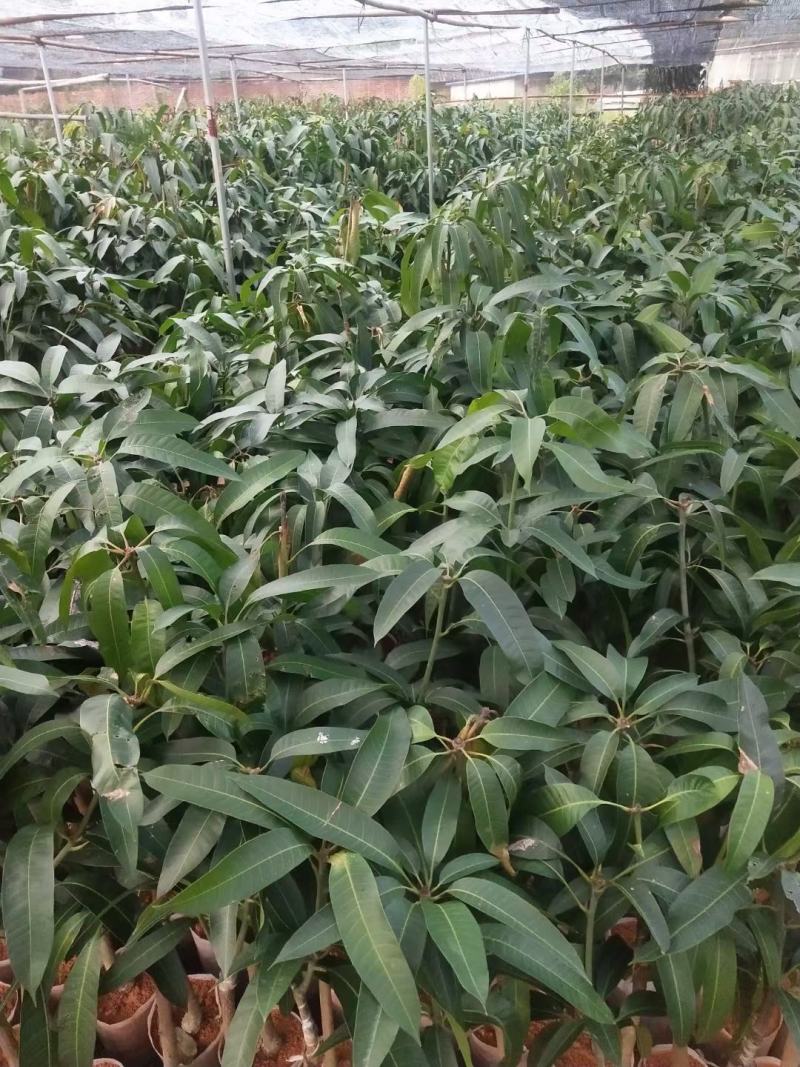果树苗芒果苗金煌澳芒凯特芒果嫁接苗