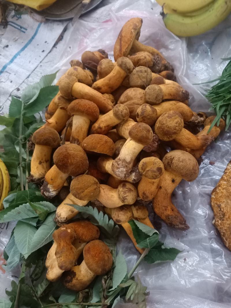 云南普洱黄牛肝菌_鲜货_未开伞_当天鲜货
