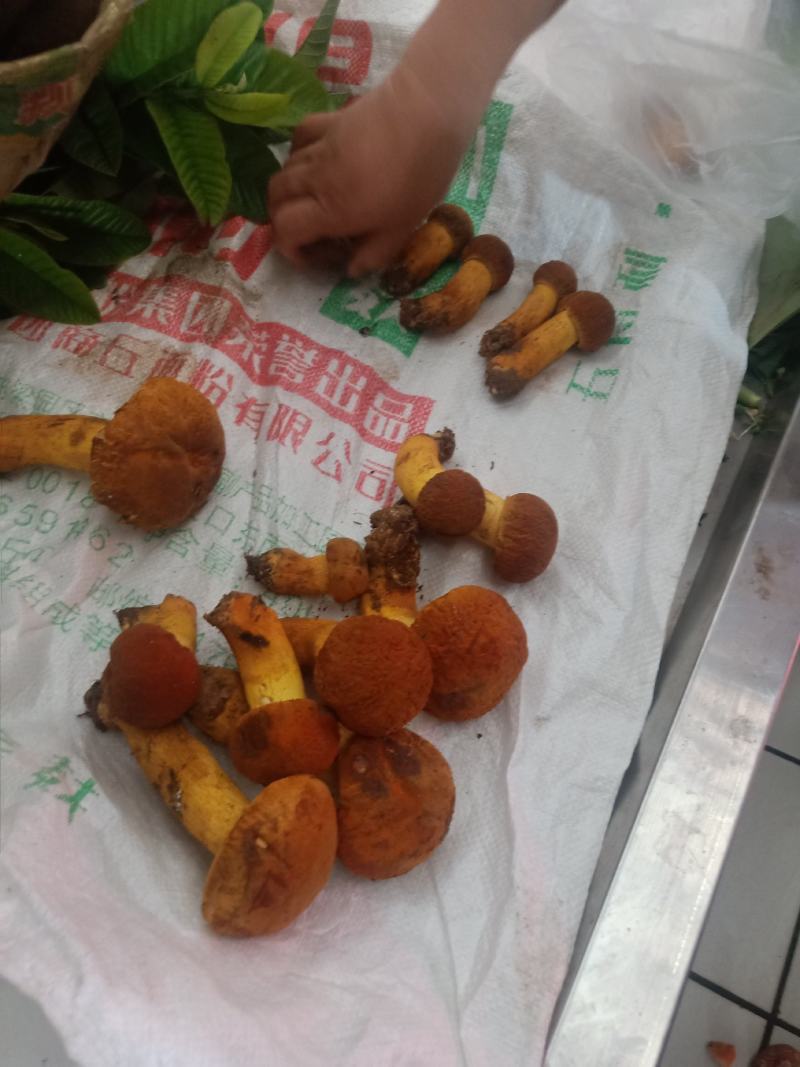 云南普洱黄牛肝菌_鲜货_未开伞_当天鲜货