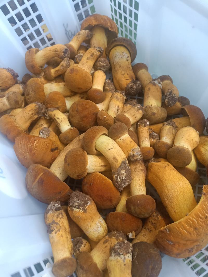 云南普洱黄牛肝菌_鲜货_未开伞_当天鲜货