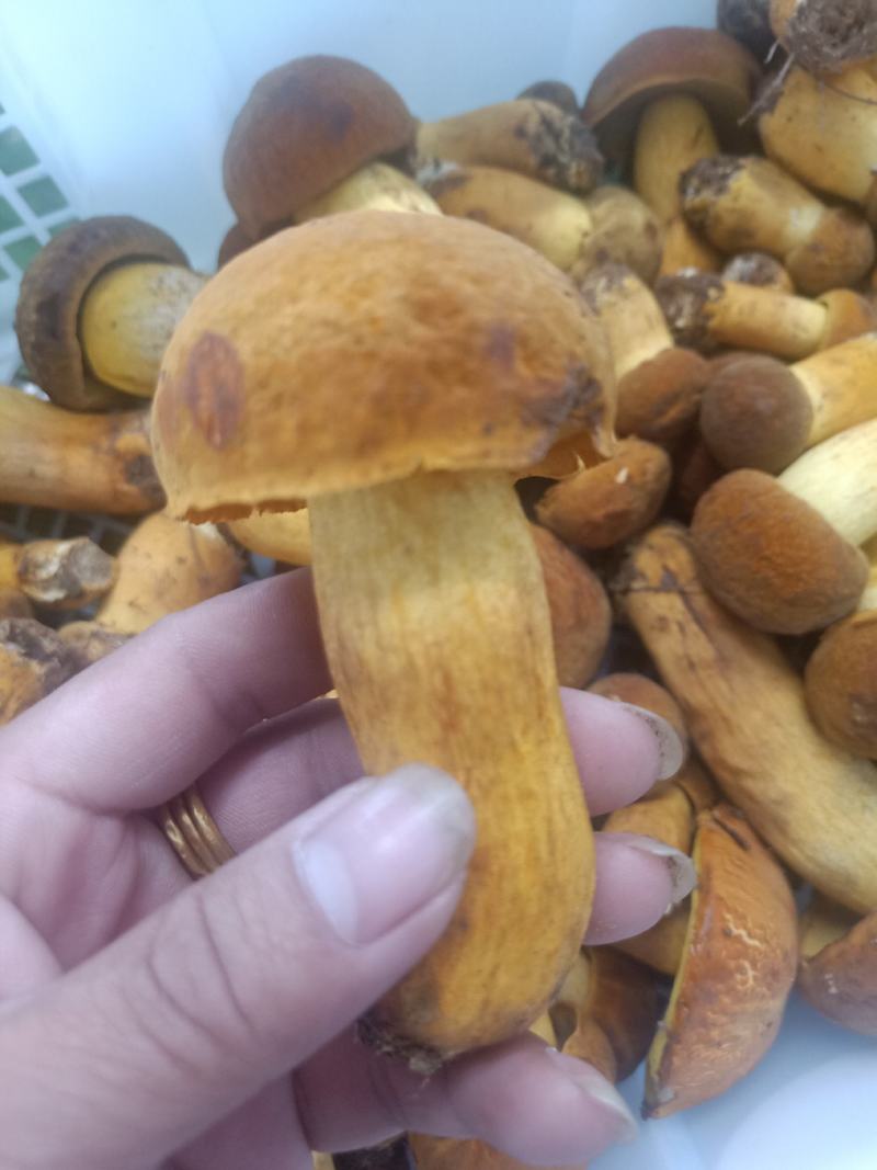 云南普洱黄牛肝菌_鲜货_未开伞_当天鲜货