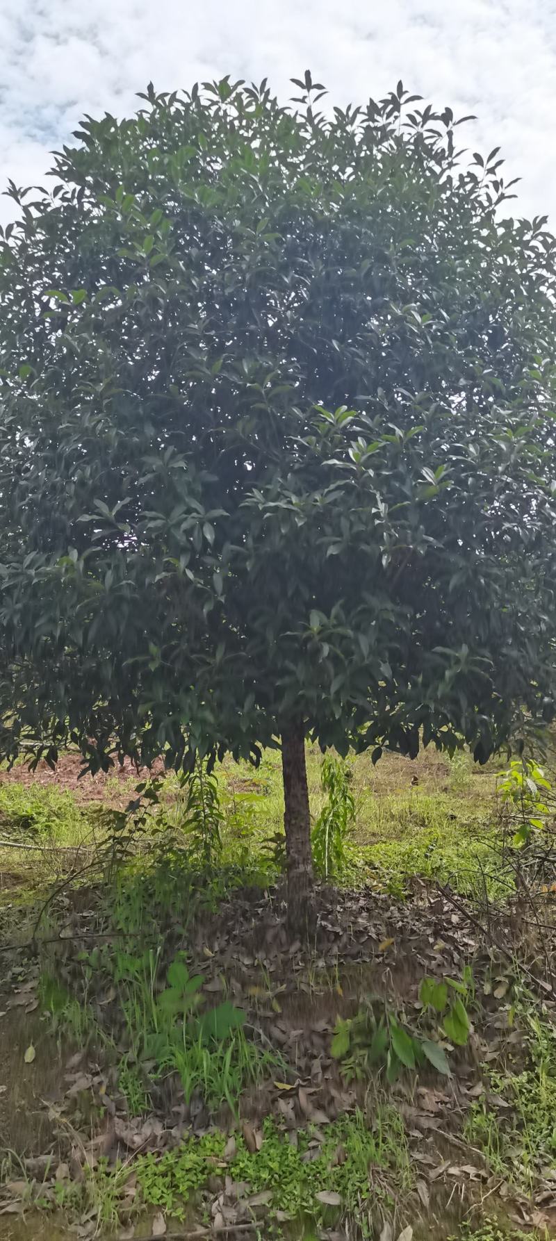 自家苗圃供应冠幅250cm-300cm精品丹桂