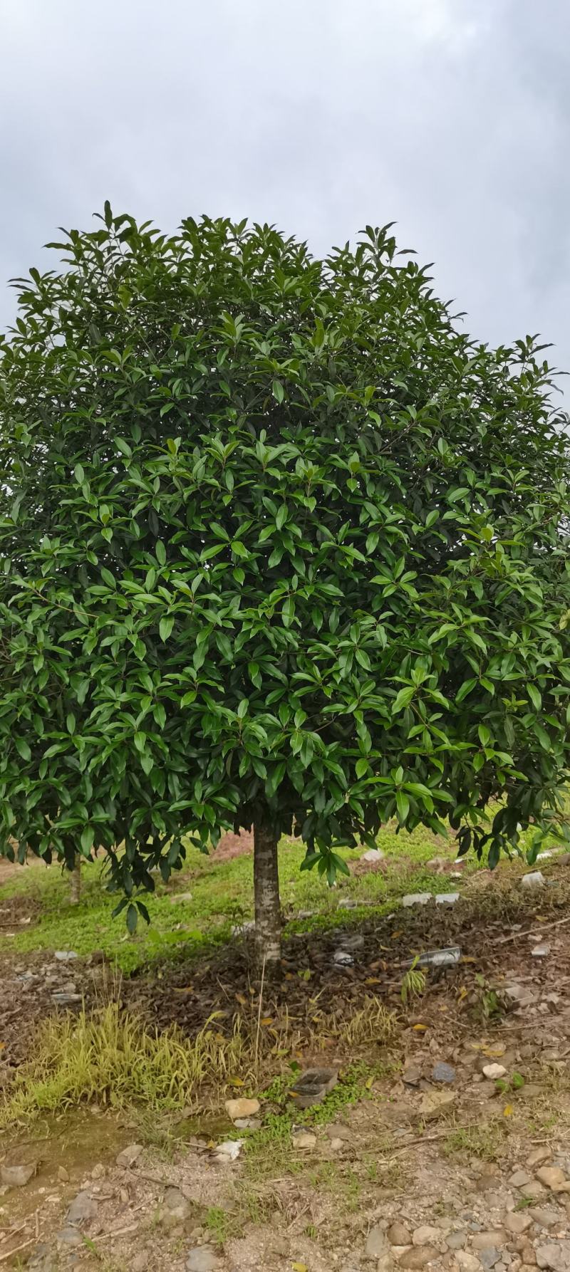 自家苗圃供应冠幅250cm-300cm精品丹桂