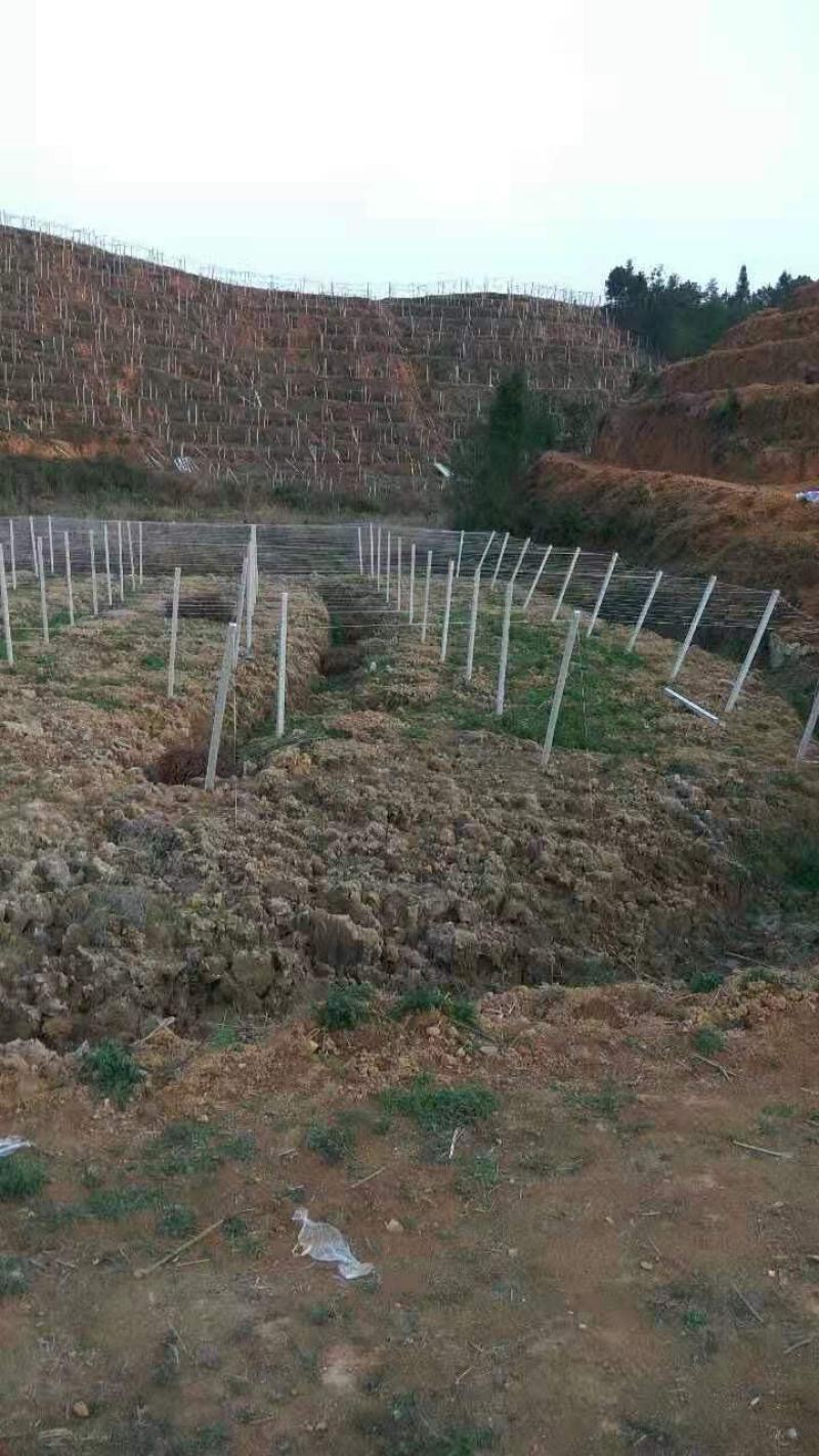 阳光玫瑰疏果，专业搭葡萄架，白香果，猕猴桃架