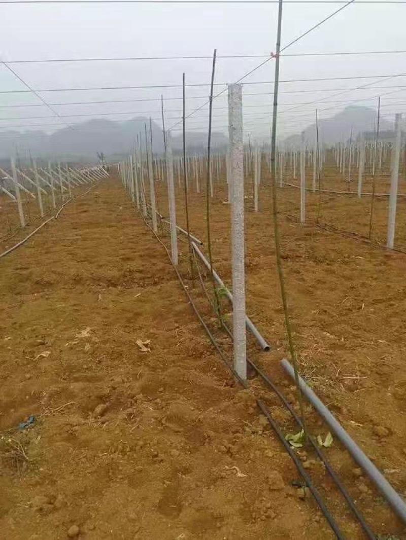 阳光玫瑰疏果，专业搭葡萄架，白香果，猕猴桃架