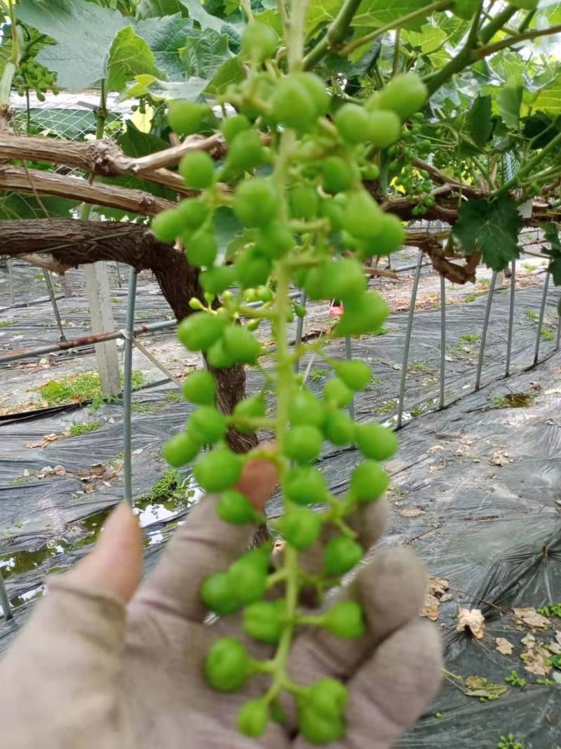 阳光玫瑰疏果，专业搭葡萄架，白香果，猕猴桃架