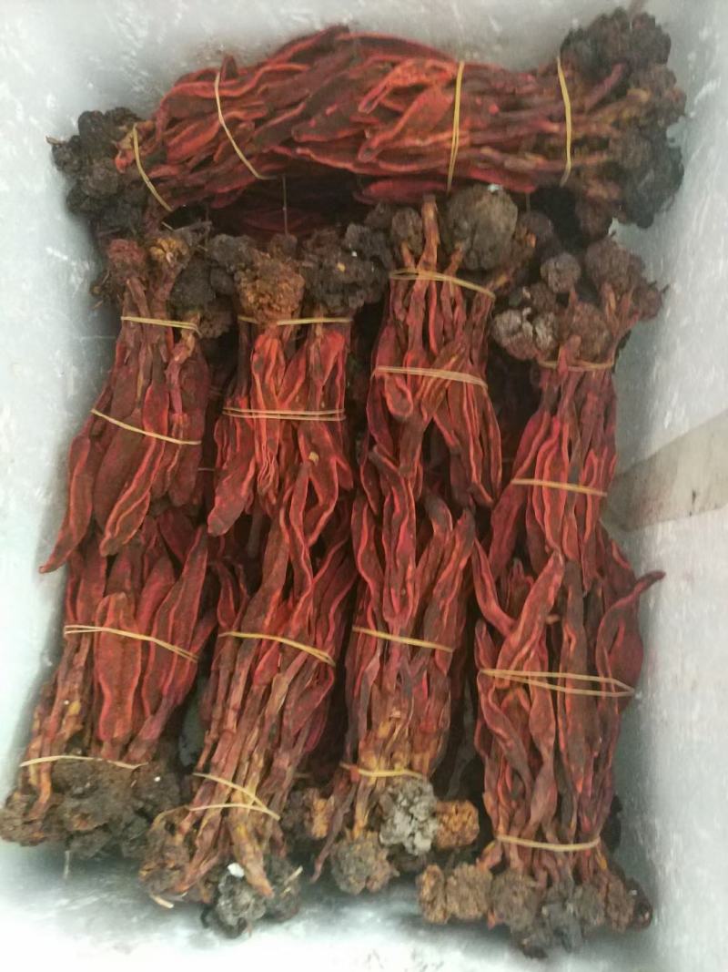 回春草(包邮)，6斤起批发，零售量大从优
