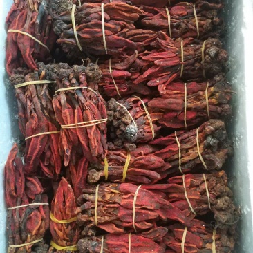 回春草(包邮)，6斤起批发，零售量大从优